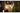 Philips Hue Festavia Lichterkette 40 m 500 LEDs CH