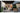Sony Public Display FW-43BZ30PB 43